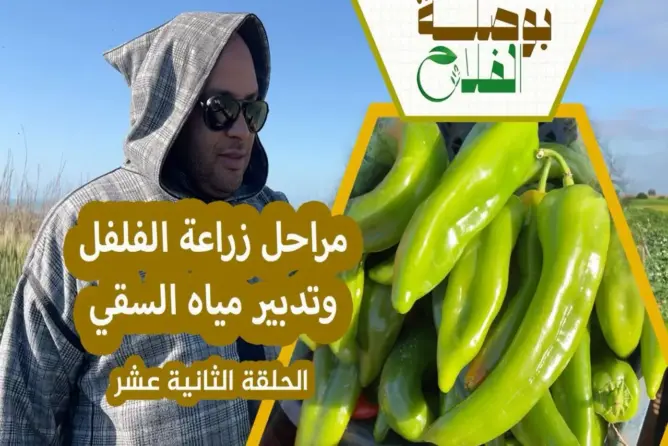 بوصلة الفلاح (12): أسرار زراعة “الفلفل”
