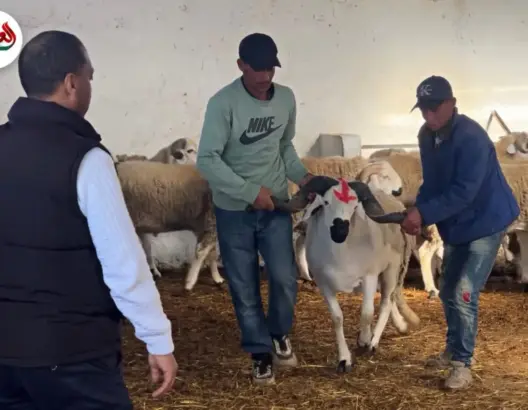 مغاربة يستعجلون شراء أضحية العيد