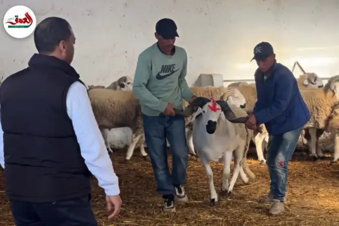 مغاربة يستعجلون شراء أضحية العيد