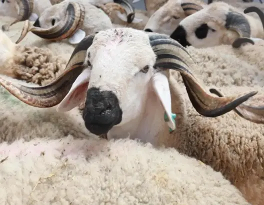 “أونسا”: عيد الأضحى مر في ظروف صحية مرضية بمختلف جهات المملكة