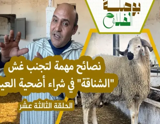 بوصلة الفلاح (ح13).. كيف نهزم غلاء الأضاحي