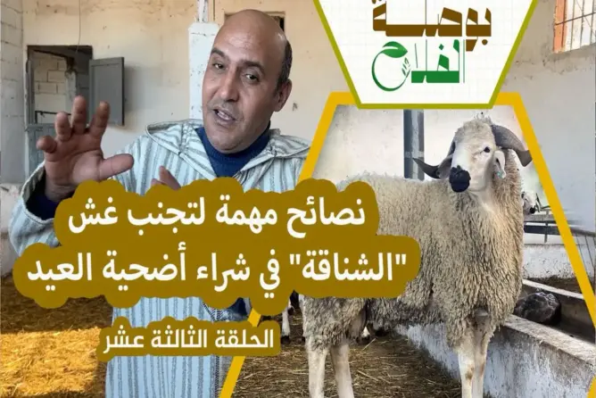 بوصلة الفلاح (ح13).. كيف نهزم غلاء الأضاحي