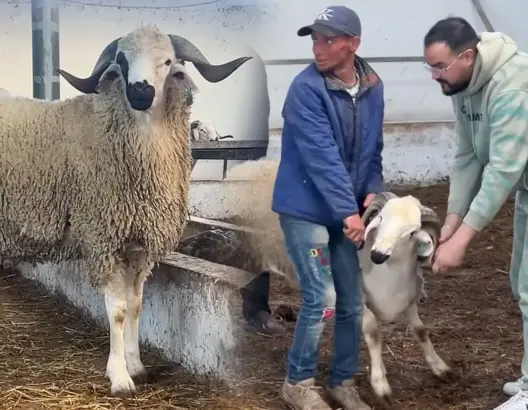 توفير يصل لـ 1500 درهم.. إقبال متزايد على الضيعات لاقتناء الأضاحي هربا من “الشناقة” (فيديو)