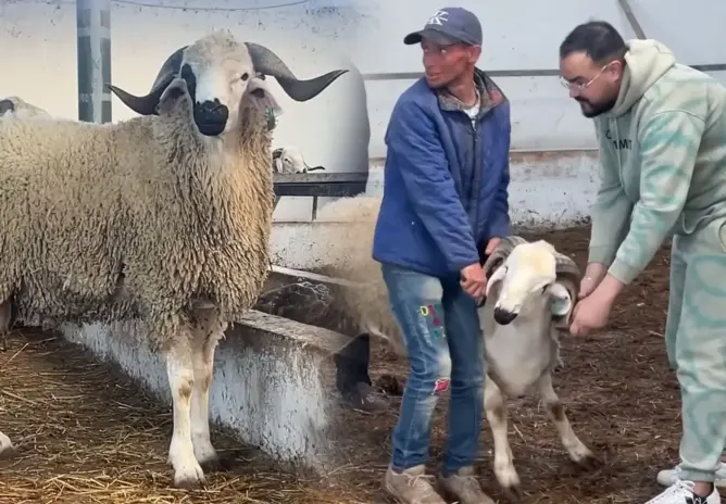 توفير يصل لـ 1500 درهم.. إقبال متزايد على الضيعات لاقتناء الأضاحي هربا من “الشناقة” (فيديو)