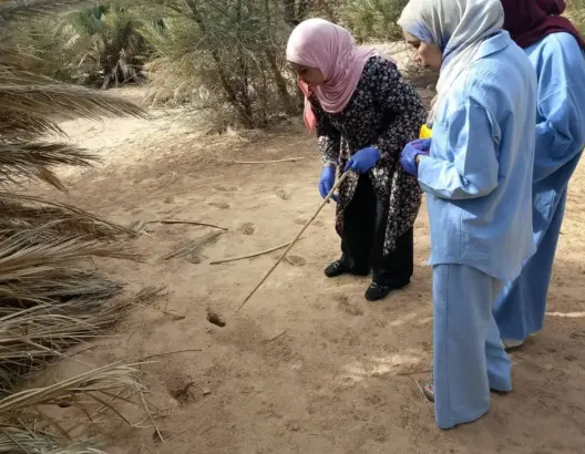 حملات ميدانية واسعة ضد القوارض لمواجهة “الليشمانيا” بإقليم طاطا