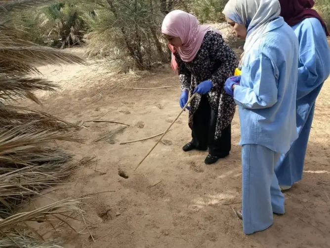 حملات ميدانية واسعة ضد القوارض لمواجهة “الليشمانيا” بإقليم طاطا