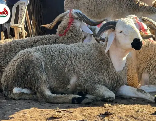 مهنيون يكشفون تأثير “الشناقة” على سوق الأضاحي