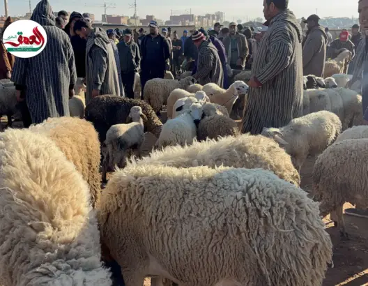 فلاحون: أثمنة الأضاحي في المتناول