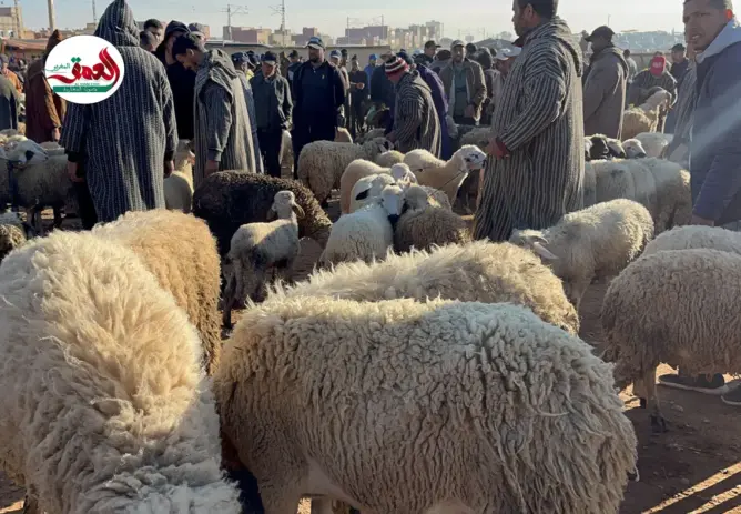 فلاحون: أثمنة الأضاحي في المتناول