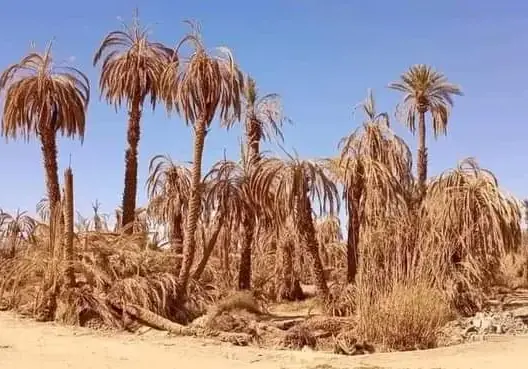 أزمة عطش ونخيل يحتضر.. تأجيلات “الطلقة المائية” تعمق جراح زاكورة وتشعل نداءات للتدخل (صور)