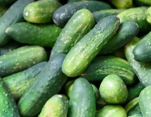 صادرات الخيار المغربي نحو إسبانيا تدر قرابة 31 مليون يورو على المملكة