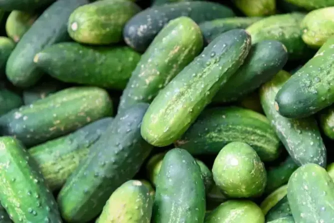 صادرات الخيار المغربي نحو إسبانيا تدر قرابة 31 مليون يورو على المملكة