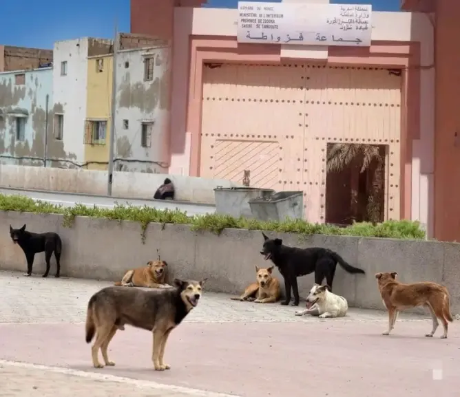 انتشار الكلاب الضالة يثير ذعر ساكنة “فزواطة” بإقليم زاكورة