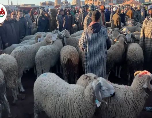 مهنيون: الأضاحي متوفرة والأسعار مناسبة