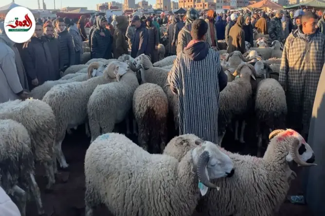 مهنيون: الأضاحي متوفرة والأسعار مناسبة