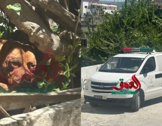 ٍمصرع شخص إثر هجوم شرس لكلاب حراسة وسط مدينة طنجة