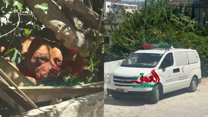 ٍمصرع شخص إثر هجوم شرس لكلاب حراسة وسط مدينة طنجة