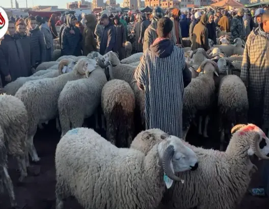 مهنيون يطمئنون المغاربة: الأضاحي متوفرة والأسعار مناسبة