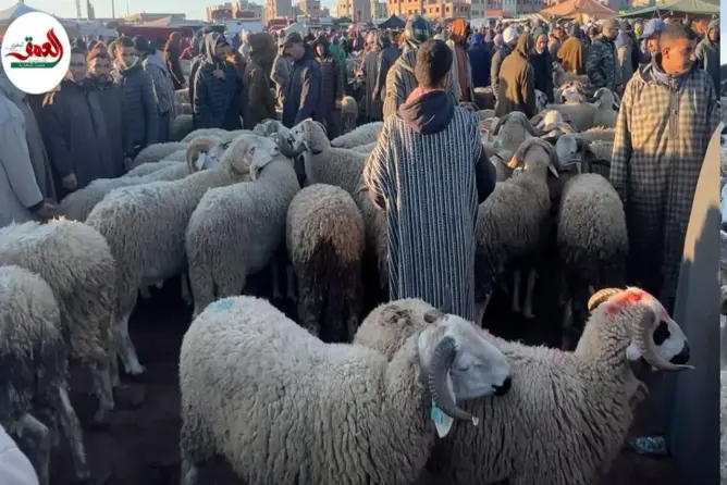 مهنيون يطمئنون المغاربة: الأضاحي متوفرة والأسعار مناسبة