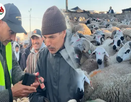 بحال القاضي.. أمين سوق سيدي بنور في “محكمة الكساب”