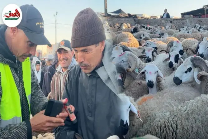 بحال القاضي.. أمين سوق سيدي بنور في “محكمة الكساب”