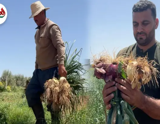 مهنيون يشكون إغراق السوق بـ”البصل المستورد”
