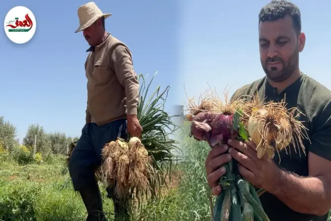 مهنيون يشكون إغراق السوق بـ”البصل المستورد”