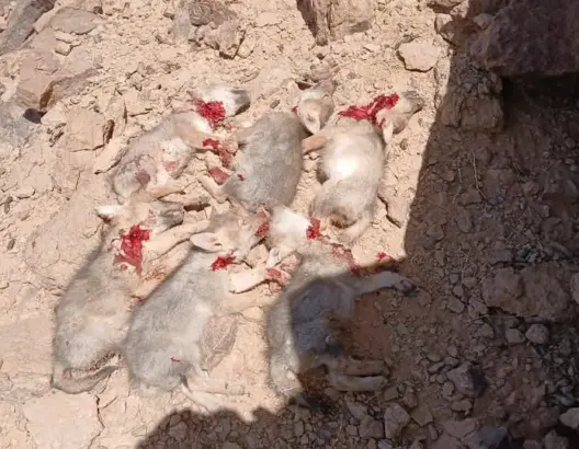 مجزرة بحق الطبيعة.. العثور على 6 جراء ذئاب مذبوحة بالريصاني ومطالب بفتح تحقيق