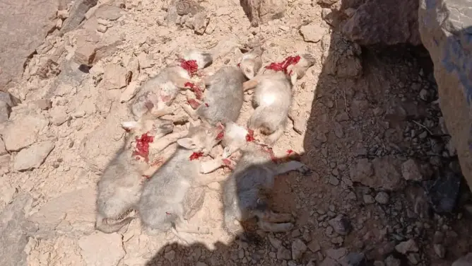 مجزرة بحق الطبيعة.. العثور على 6 جراء ذئاب مذبوحة بالريصاني ومطالب بفتح تحقيق