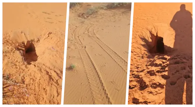 بعد واقعة ذبح الذئاب.. مجهول يسطو على جراء ثعلب الفنك نواحي الرشيدية