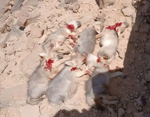 درك مرزوكة يفتح تحقيقا في واقعة ذبح جراء الذئاب بالريصاني نواحي الرشيدية 