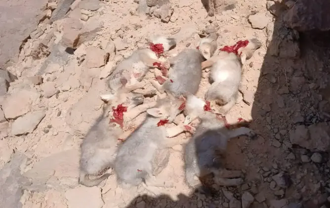 درك مرزوكة يفتح تحقيقا في واقعة ذبح جراء الذئاب بالريصاني نواحي الرشيدية 