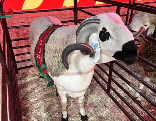 أفضل خروف صردي في المغرب