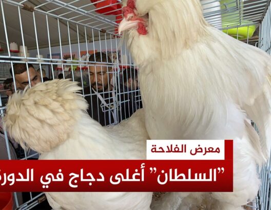 دجاج "السلطان" الألماني