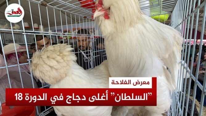 دجاج "السلطان" الألماني