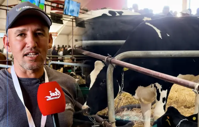 مربو الأبقار يكشفون كلفة الإنتاج