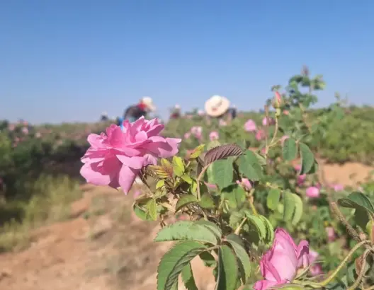 ورد قلعة امكونة يطرق أبواب العالمية من بوابة معرض دولي بباريس
