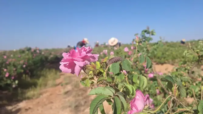 ورد قلعة امكونة يطرق أبواب العالمية من بوابة معرض دولي بباريس