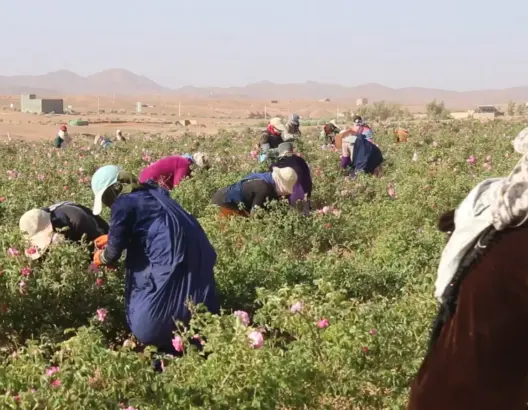 أزمة تسويق تخنق الورد العطري بمكونة.. فلاحون صغار يواجهون شبح الخسائر وسط وفرة الإنتاج