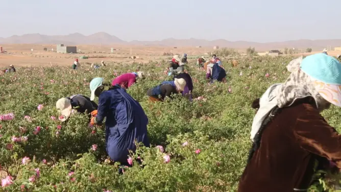 أزمة تسويق تخنق الورد العطري بمكونة.. فلاحون صغار يواجهون شبح الخسائر وسط وفرة الإنتاج