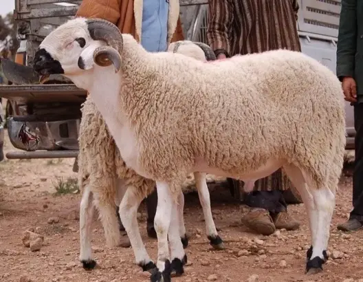 حرب “لوائح الأضاحي” تشتعل بضواحي البيضاء.. والسلطات تتحرك لمحاصرة “الإحسان الانتخابي”