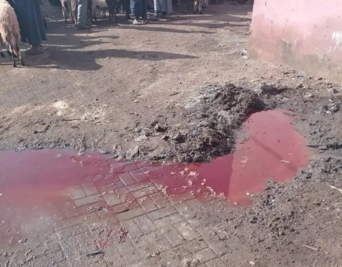 مجزرة بتمصلوحت تُغرق محيط مؤسسة تعليمية بفضلات الذبح وتنذر بكارثة بيئية 