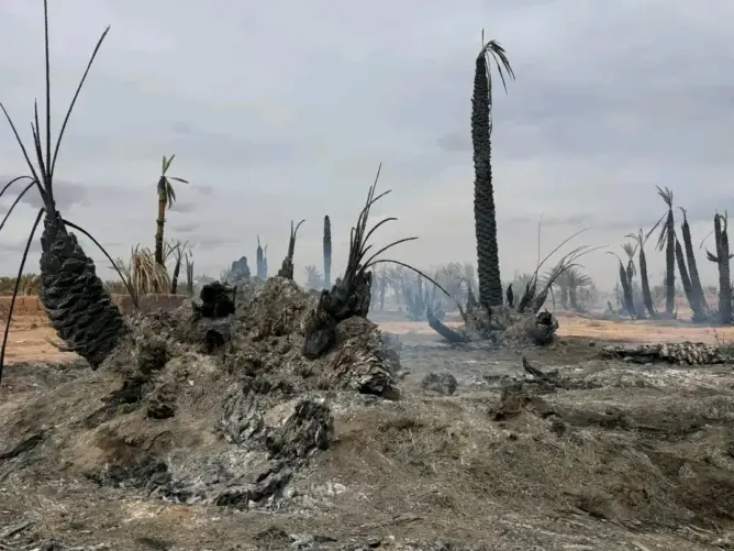 حريق يلتهم نخيل واحة ترناتة بزاكورة