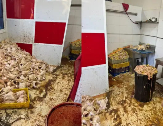 السلطات تداهم محلا للدجاج بطنجة وتحجز طنا من اللحوم الفاسدة