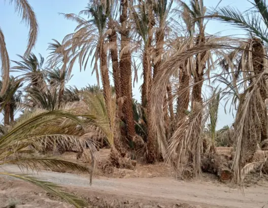 بينما يموت النخل واقفا .. الحرائق تعود إلى واحات زاكورة وسط تساؤلات حول مصير ميزانيات تأهيلها