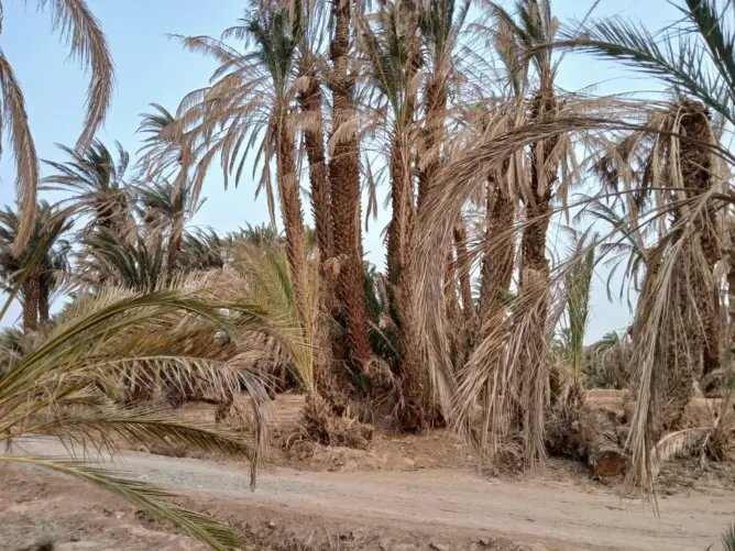 بينما يموت النخل واقفا .. الحرائق تعود إلى واحات زاكورة وسط تساؤلات حول مصير ميزانيات تأهيلها