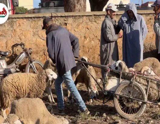 كسابة يطمئنون المغاربة قبيل العيد