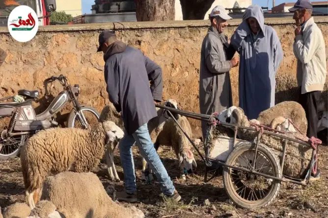 كسابة يطمئنون المغاربة قبيل العيد