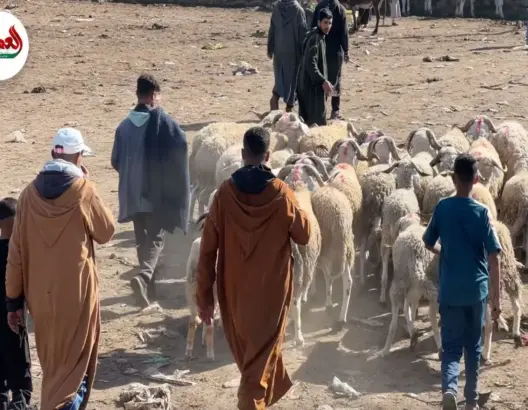 ركود يضرب سوق المواشي بسيدي بنور