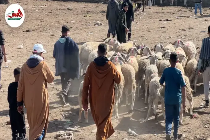 ركود يضرب سوق المواشي بسيدي بنور